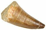 Fossil Prognathodontid Mosasaur Tooth - Morocco #374538-1